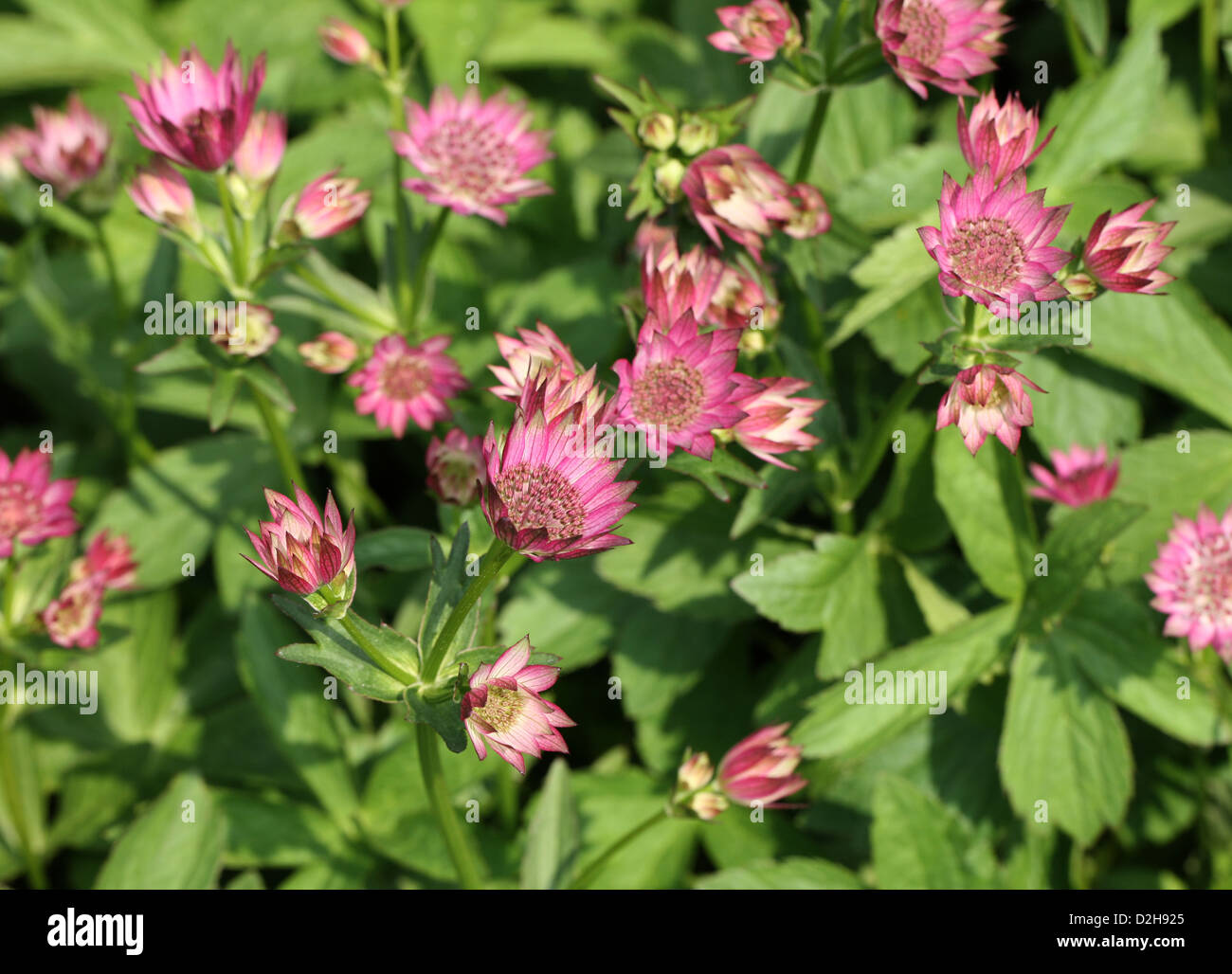 Masterwort, grande Masterwort, Astrantia principali di Roma "Roma", Apiaceae (Umbelliferae). Fiori nativa per Europa e Asia occidentale. Foto Stock