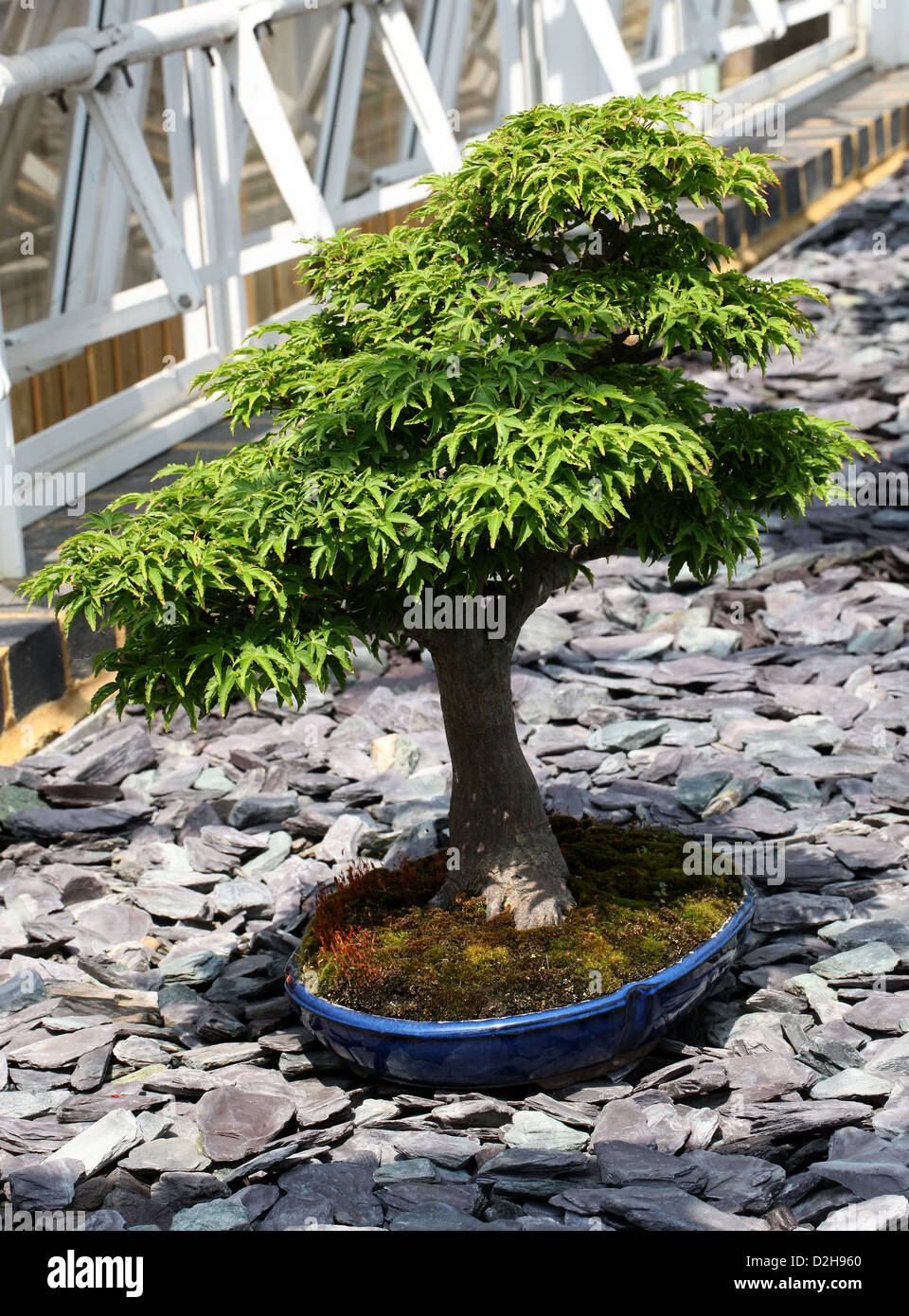 Albero di Bonsai, acero giapponese "hishigashira', Acer palmatum,  Sapindaceae (Aceraceae Foto stock - Alamy
