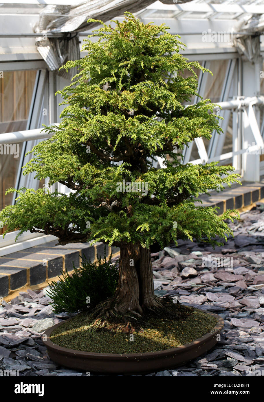Albero di Bonsai, cedro giapponese o Sugi, Cryptomeria japonica, Cupressaceae. Il Giappone. Foto Stock