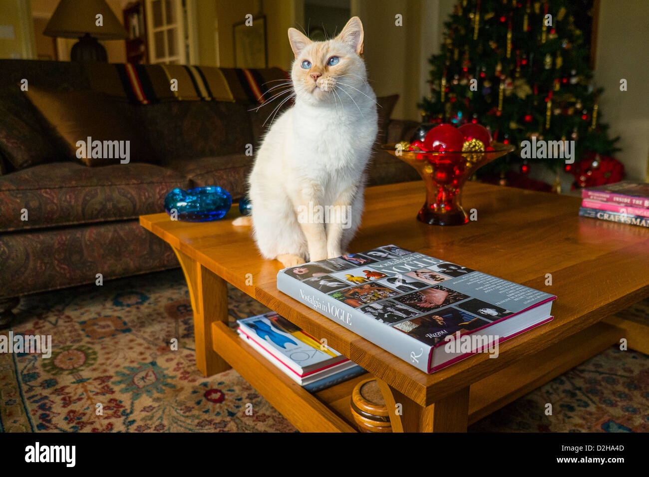 Gatto nella parte anteriore dell albero di Natale Foto Stock
