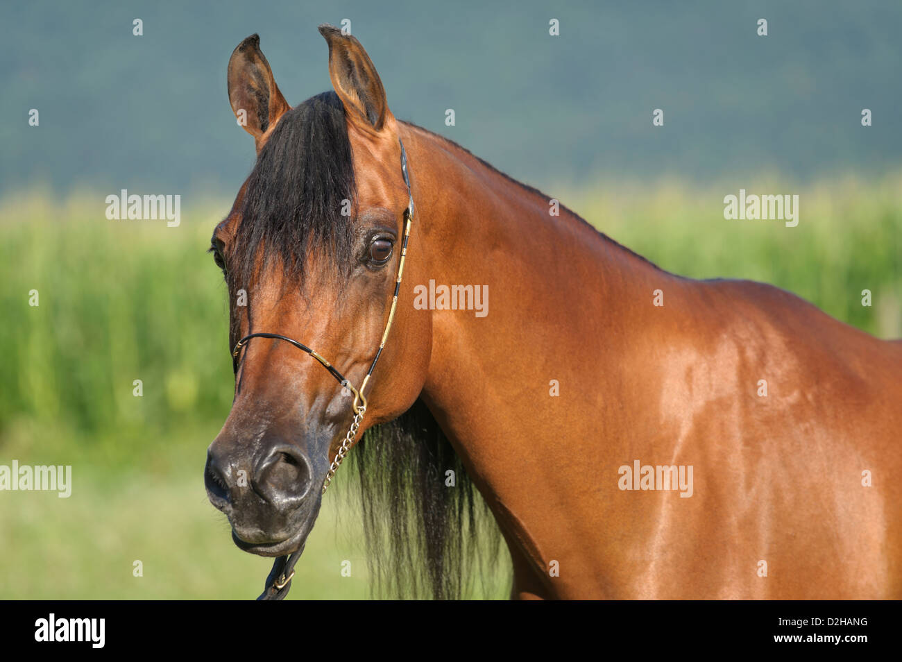 Cavallo in vista laterale di testa, shot Arabian baia mare vicino fino in aperto paesaggio estivo all'aperto. Foto Stock