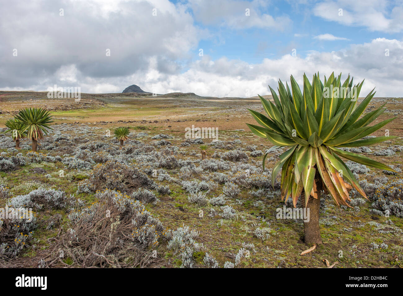 Bale mountains national park, Giant lobelia (Lobelia rhynchopetalum), l'Etiopia meridionale Foto Stock