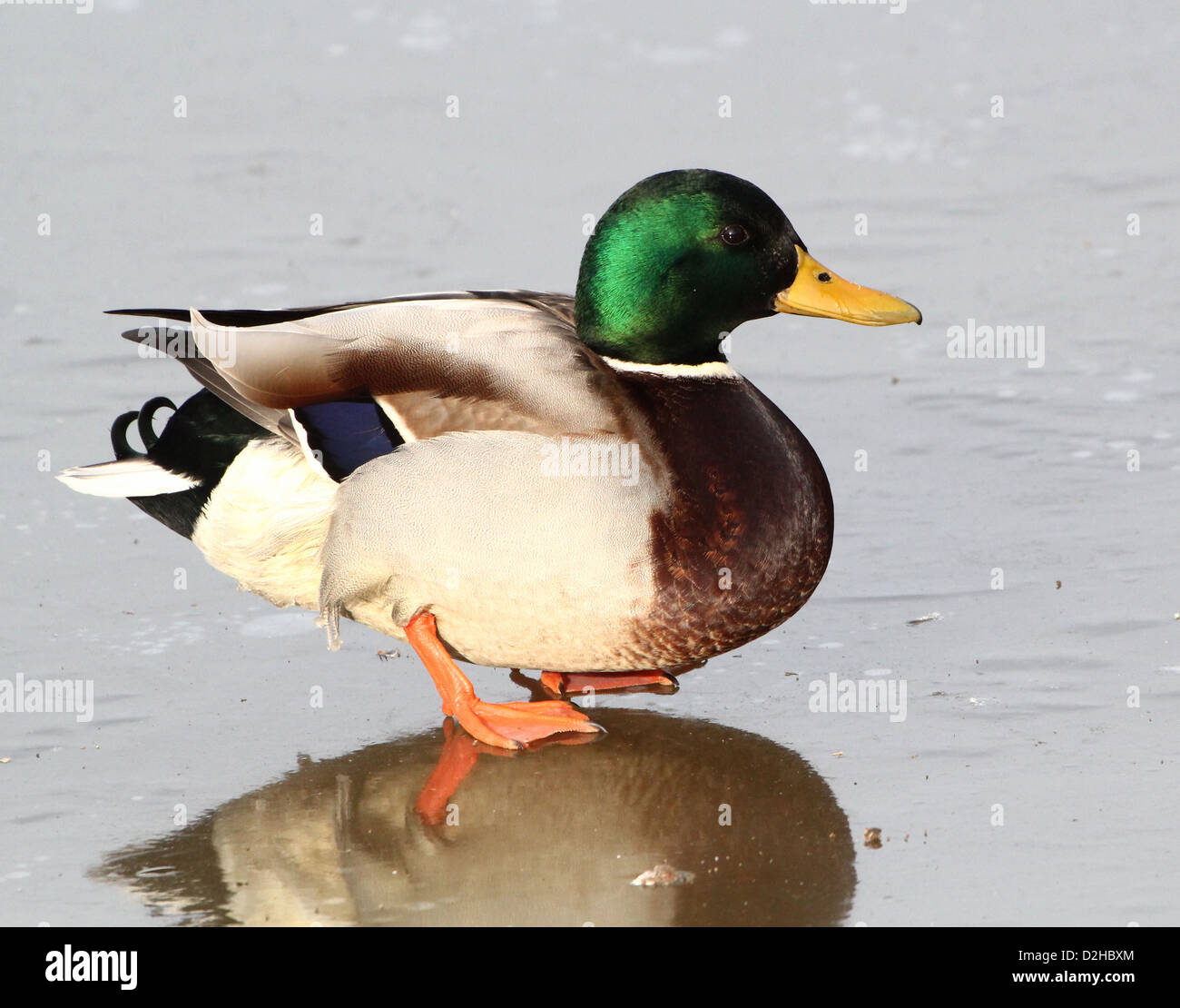 Europei maschili Anatra selvatica (Anas platyrhynchos a.k.a. Mallard) in piedi sul ghiaccio Foto Stock