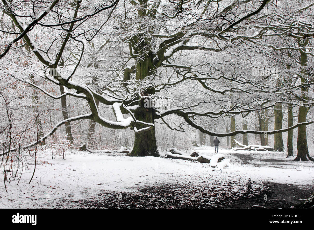 Nevoso Inverno Meteo su un grande faggio Foto Stock