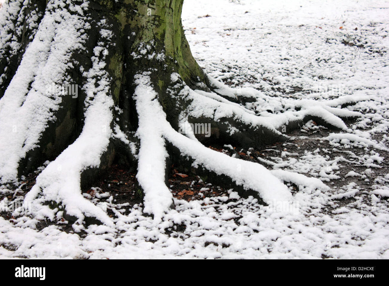 In inverno la neve su Frosty radici di albero in un legno di faggio Foto Stock