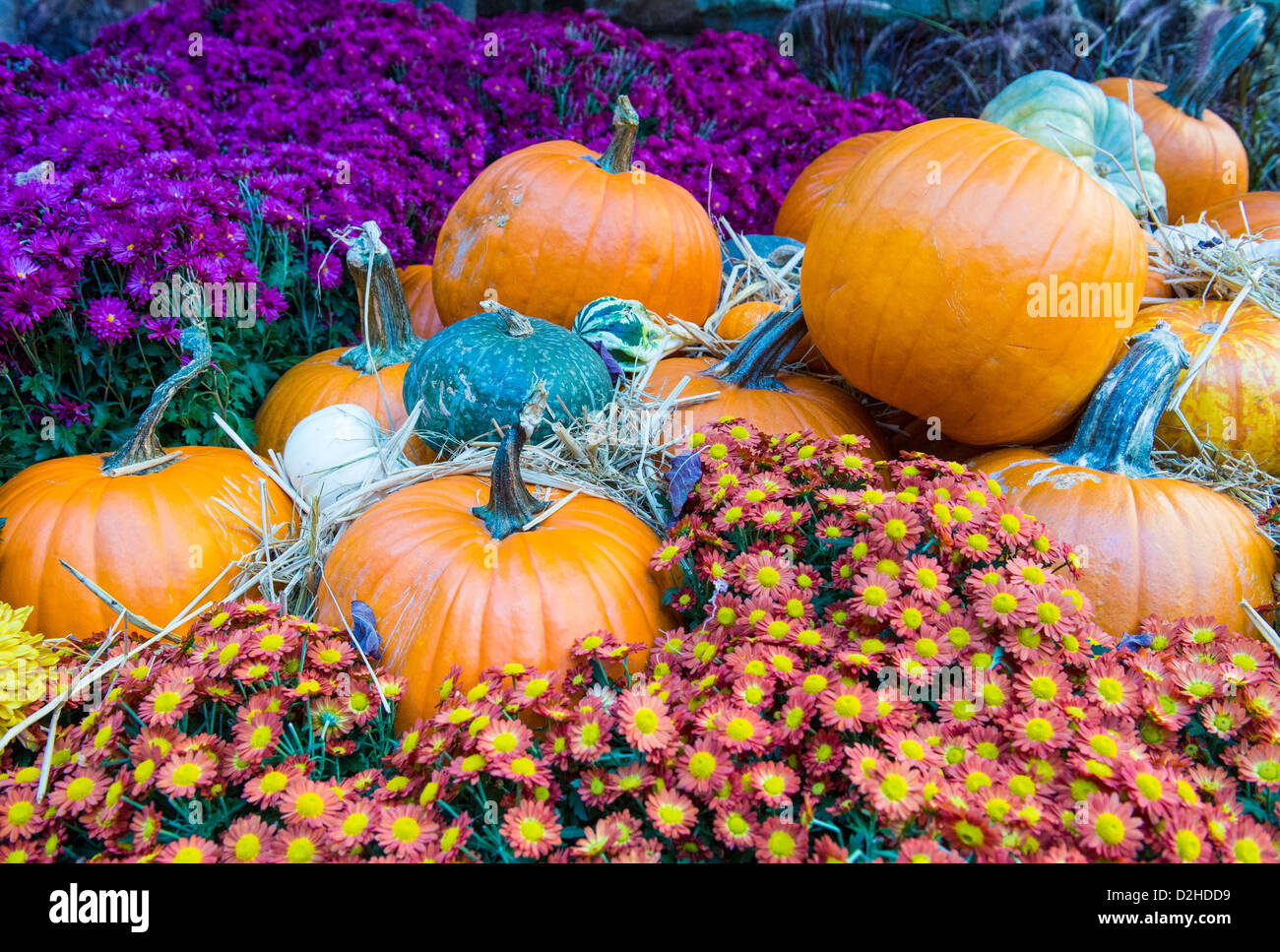 Una varietà di zucche colorate Foto Stock