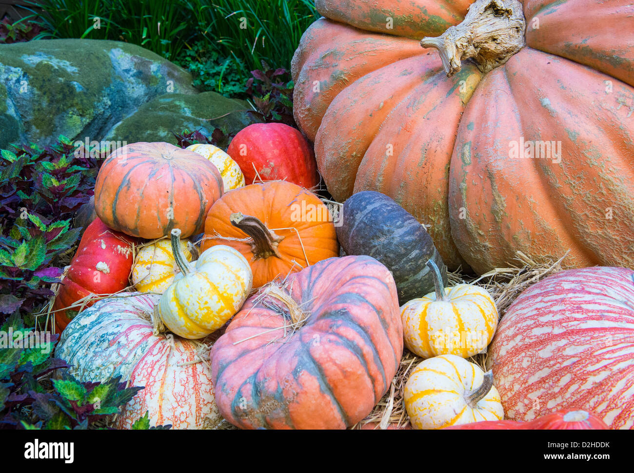 Una varietà di zucche colorate Foto Stock