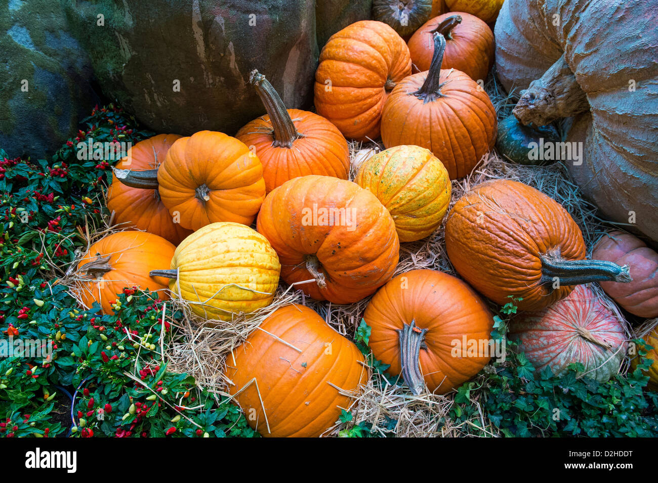 Una varietà di zucche colorate Foto Stock