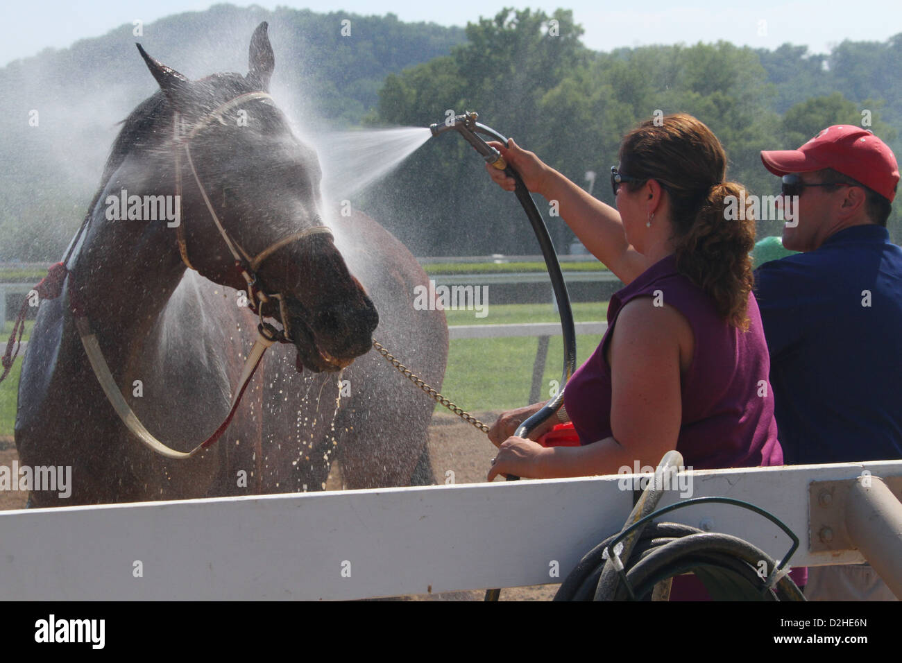 Uno spruzzo di acqua per raffreddare il cavallo da corsa dopo una gara. Corse a cavallo presso il River Downs via, Cincinnati, Ohio, Stati Uniti d'America. Foto Stock