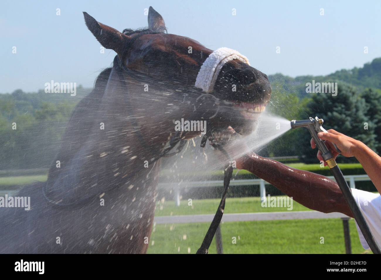Uno spruzzo di acqua per raffreddare il cavallo da corsa dopo una gara. Corse a cavallo presso il River Downs via, Cincinnati, Ohio, Stati Uniti d'America. Foto Stock