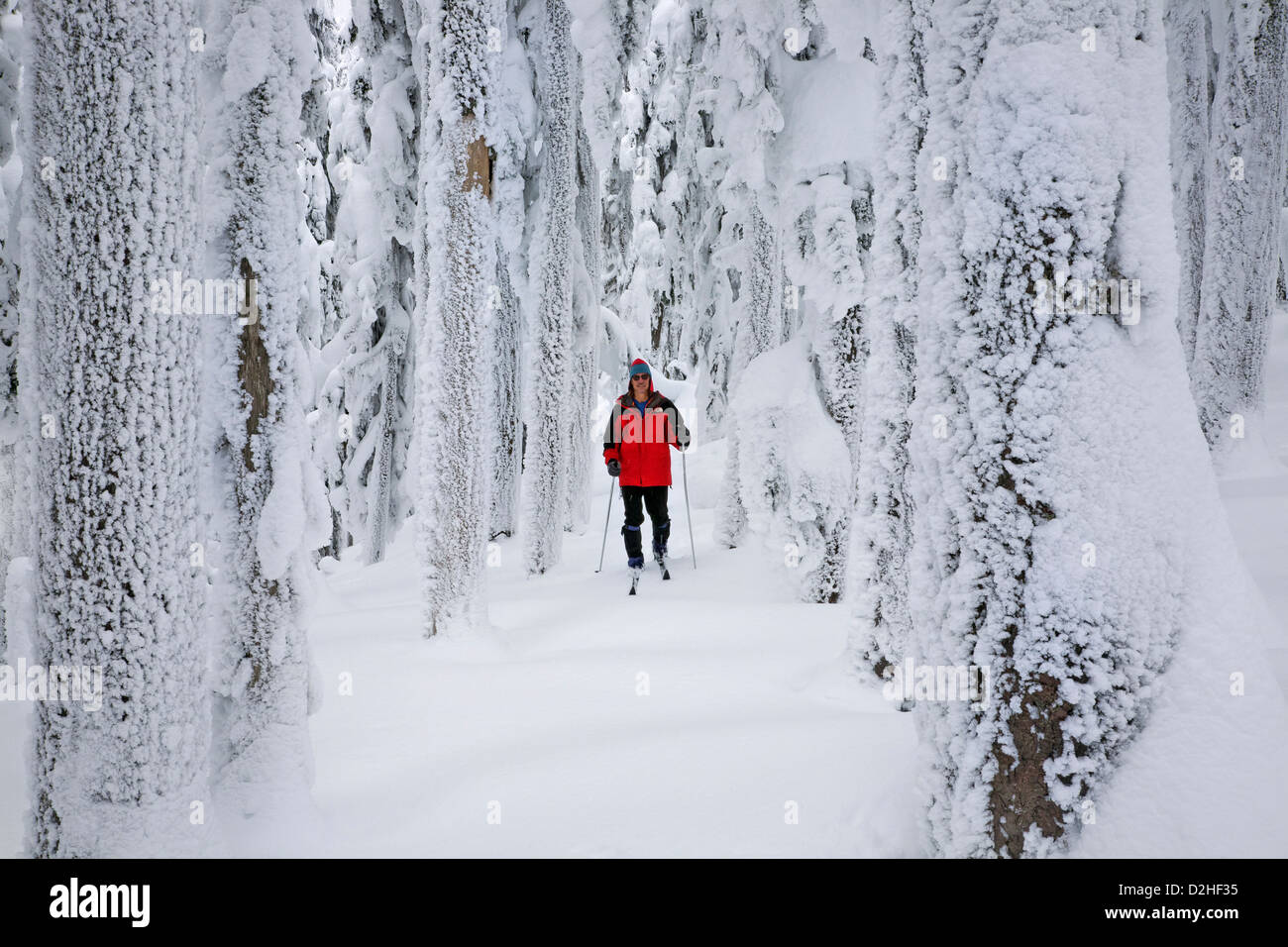 Sci di fondo tra la coperta di neve alberi vicino alla cima della montagna Amabilis in Okanogan-Wenatchee National Forest. Foto Stock