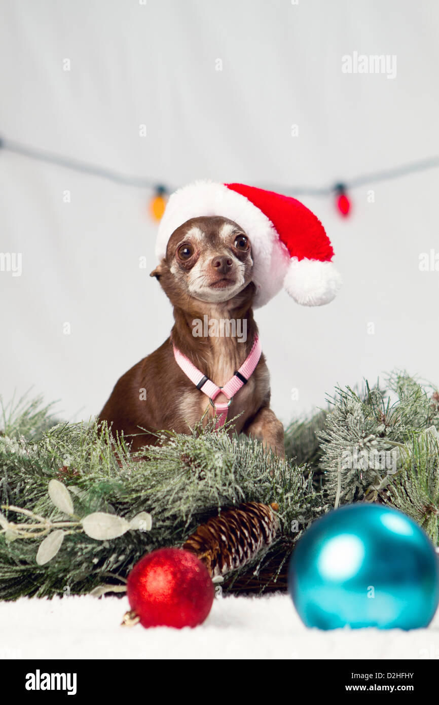 Un Natale studio shot di un cane Foto Stock