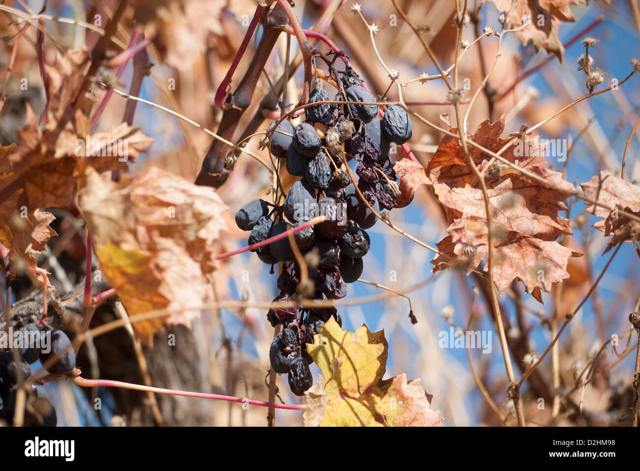 Omodos area vinicola di Cipro. Uva sulla vite marciume nobilmente Foto Stock