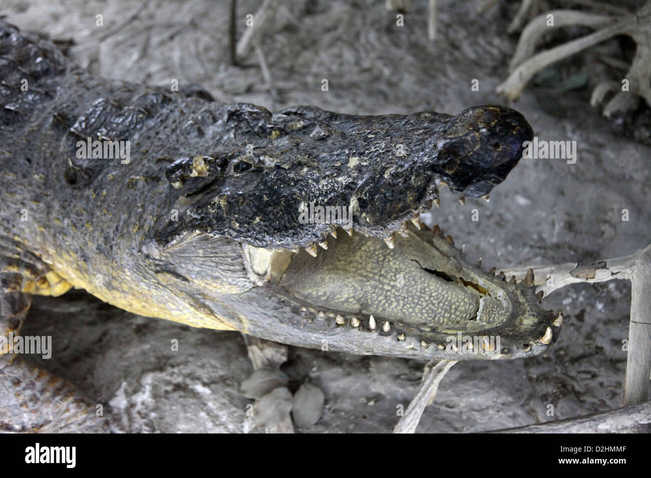 Si tratta di una foto della testa di un coccodrillo o alligatore gator o in un museo a Saigon in Vietnam Foto Stock