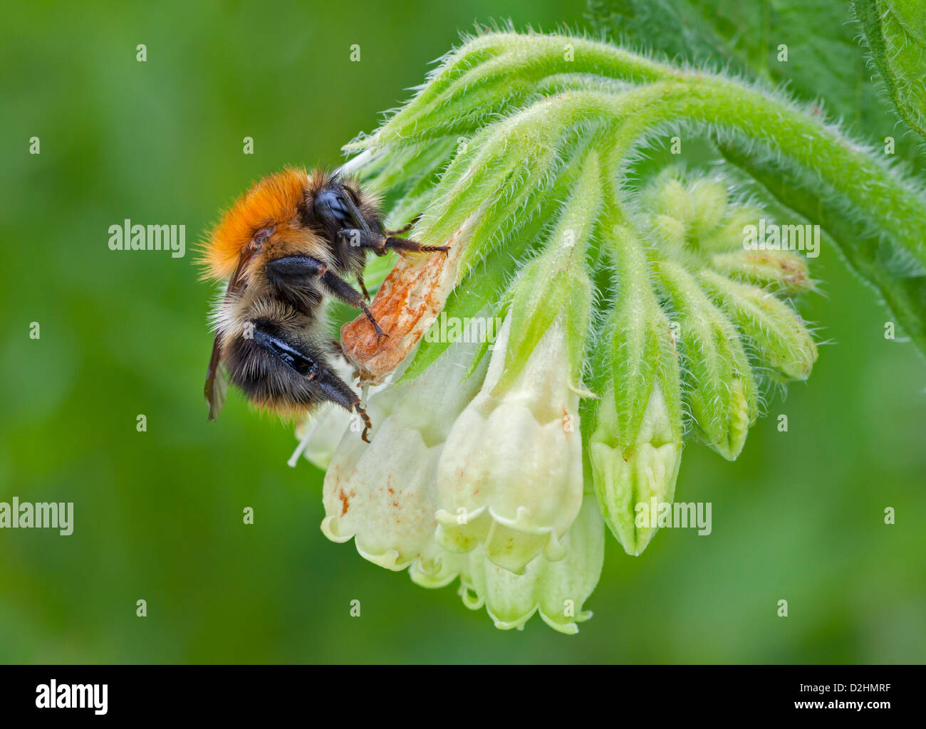 Una carda Bumble Bee si siede su un fiore Comfrey testa. Foto Stock