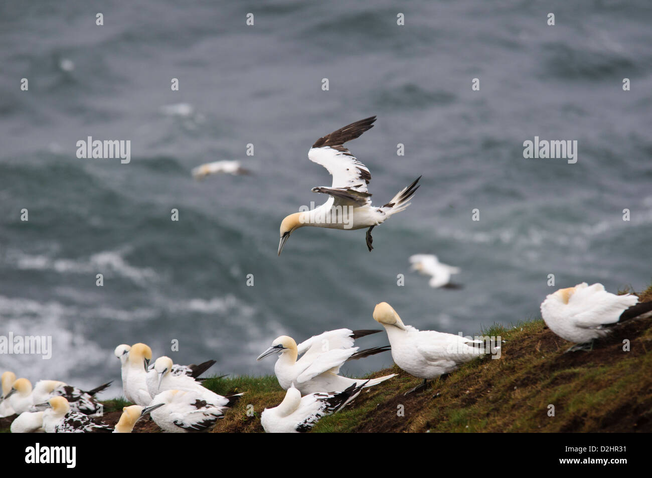 Un northern gannet (Morus bassanus) nel quarto anno del piumaggio, avvicinando la colonia a testa di troupe in Aberdeenshire, Scozia. Foto Stock