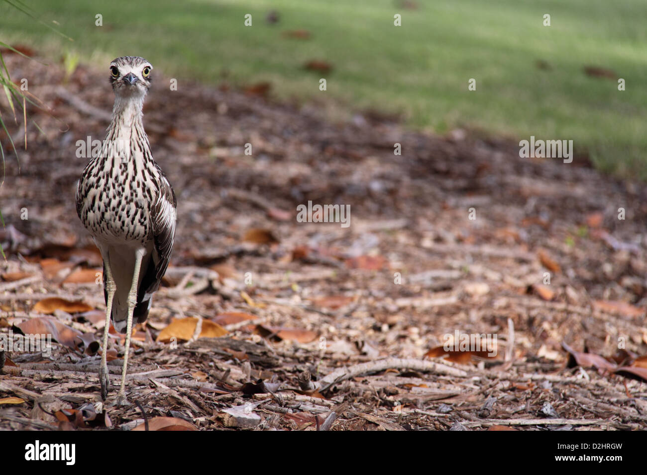 Bush Stone-Curlew (Burhinus Grallarius) Foto Stock
