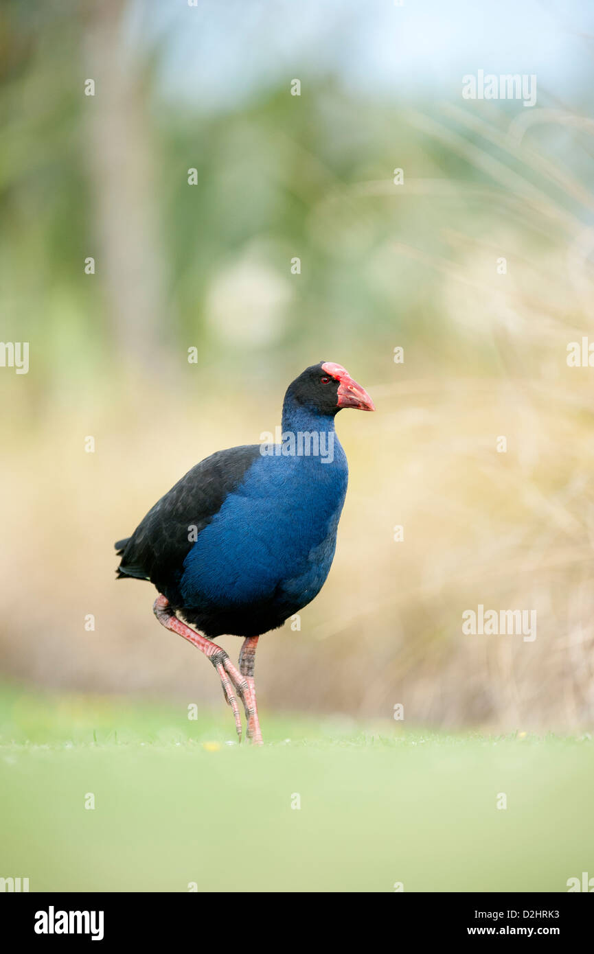 Pukeko (Porphyrio porphyrio melanotus), Nuova Zelanda Purple Swamphen, Christchurch, Nuova Zelanda Foto Stock