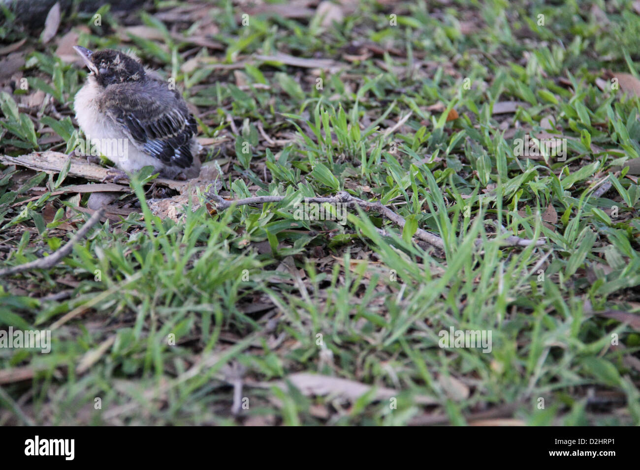 Grigio pulcino Butcherbird caduto fuori del nido (Cracticus torquatus) Foto Stock