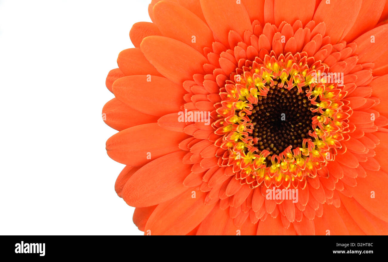 Orange Gerbera fiore parte isolati su sfondo bianco Foto Stock