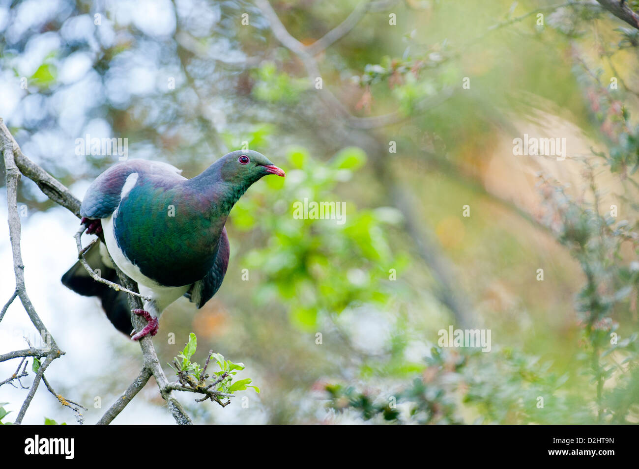 Nuova Zelanda piccione (Hemiphaga novaeseelandiae, Maori: kereru). Giardini Botanici, Christchurch, Isola del Sud della Nuova Zelanda Foto Stock