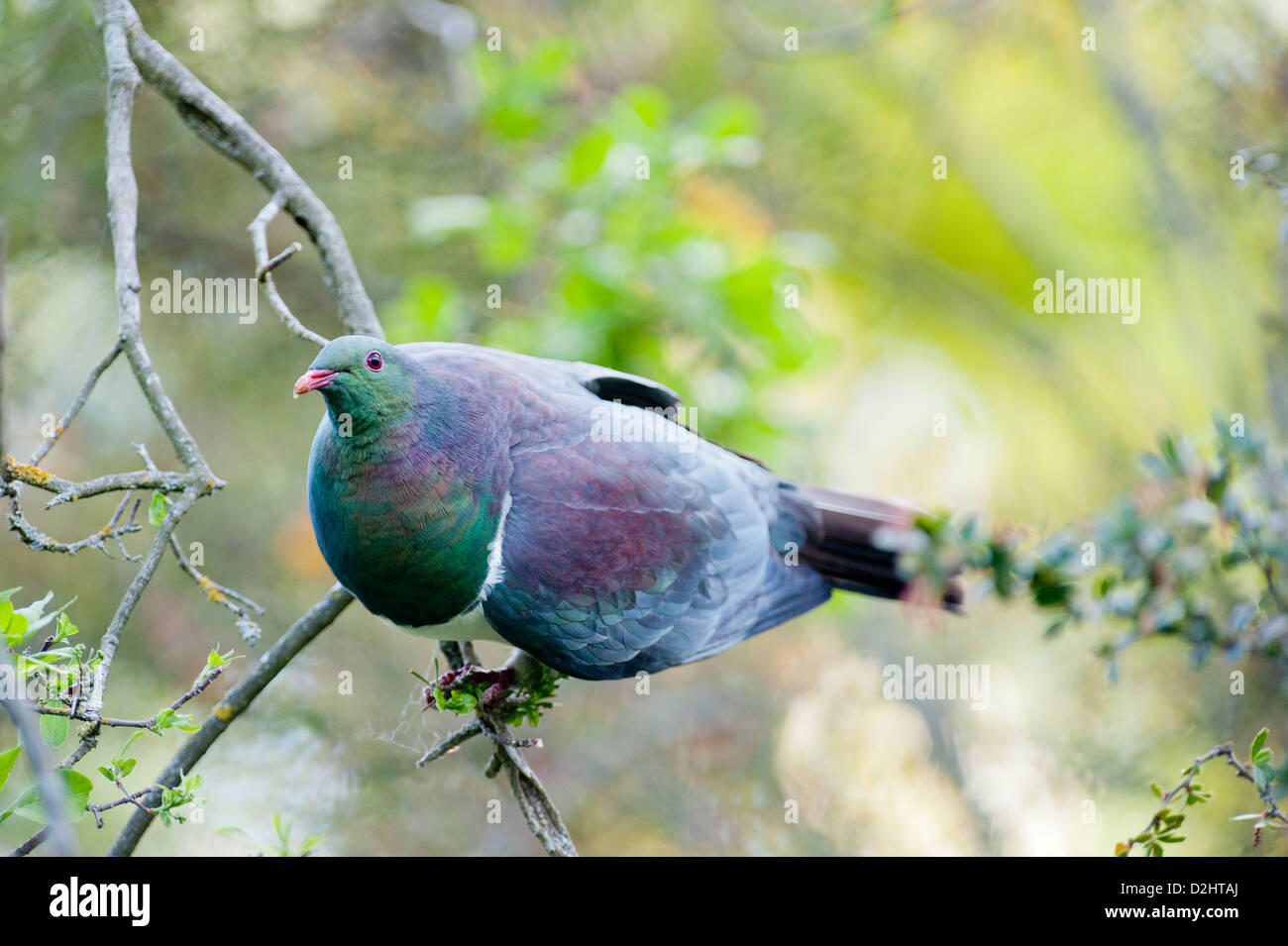 Nuova Zelanda piccione (Hemiphaga novaeseelandiae, Maori: kereru). Giardini Botanici, Christchurch, Isola del Sud della Nuova Zelanda Foto Stock