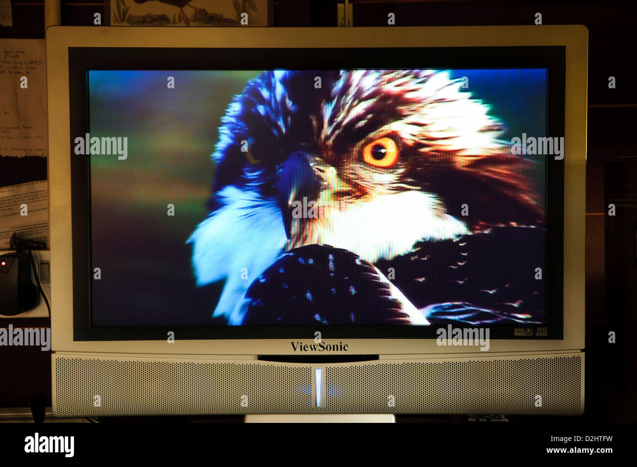 Un close-up sulla testa di un falco pescatore (Pandion haliaetus) visualizzato sul televisore schermo di monitoraggio in avanti nascondi a Loch Garten Foto Stock
