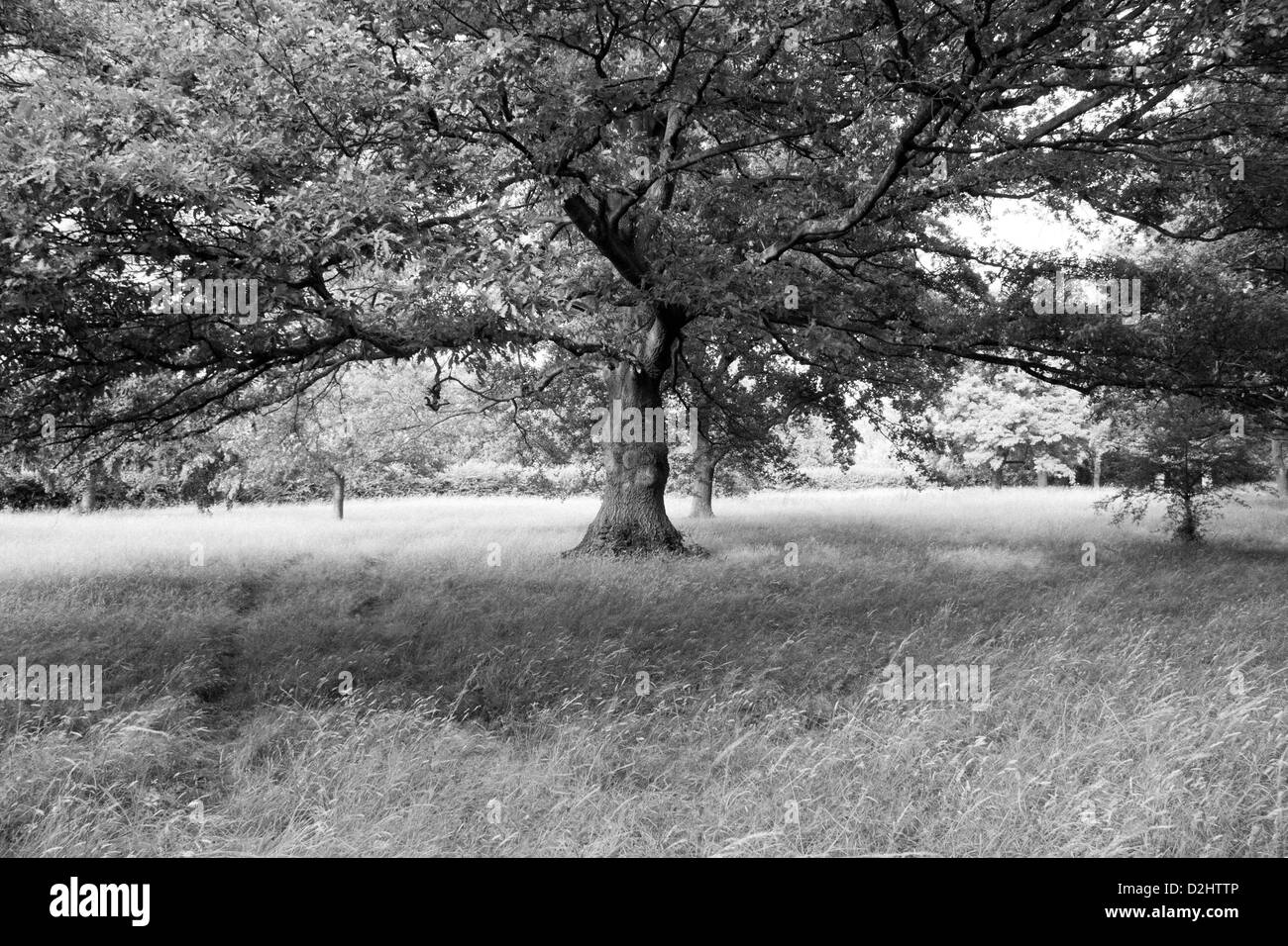 Gigantesca quercia in erba lunga Foto Stock