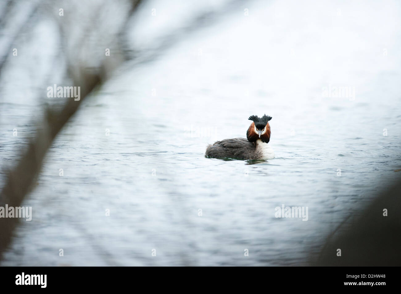 Australasian crested grebe (Podiceps cristatus) sul Lago Alexandrina, Isola del Sud, Nuova Zelanda Foto Stock