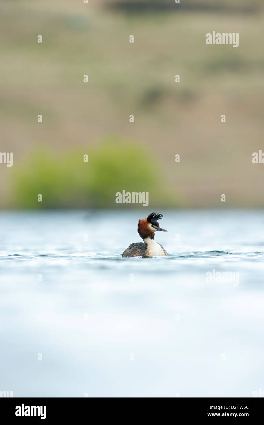 Australasian crested grebe (Podiceps cristatus) sul Lago Alexandrina, Isola del Sud, Nuova Zelanda Foto Stock