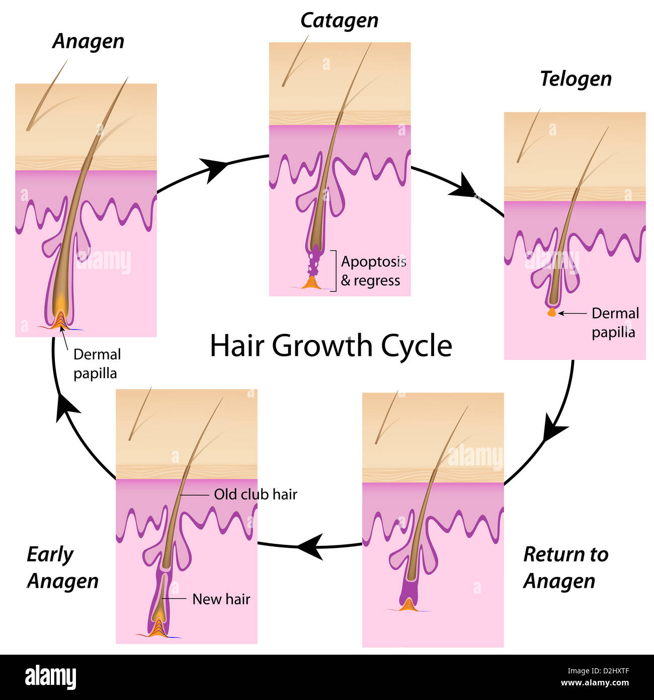 Ciclo di crescita dei capelli Foto Stock