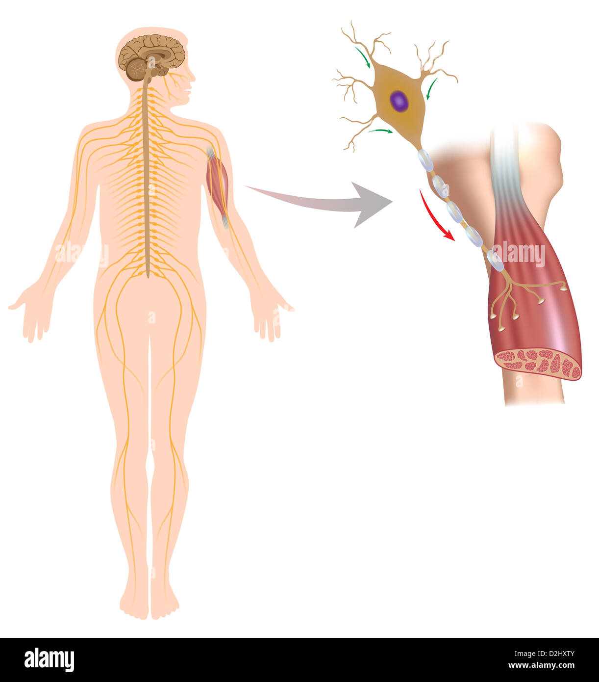 Neurone motore controlla il movimento del muscolo Foto Stock