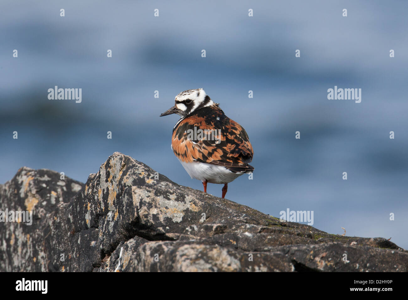 Voltapietre Arenaria interpres Shetland, Scotland, Regno Unito Foto Stock