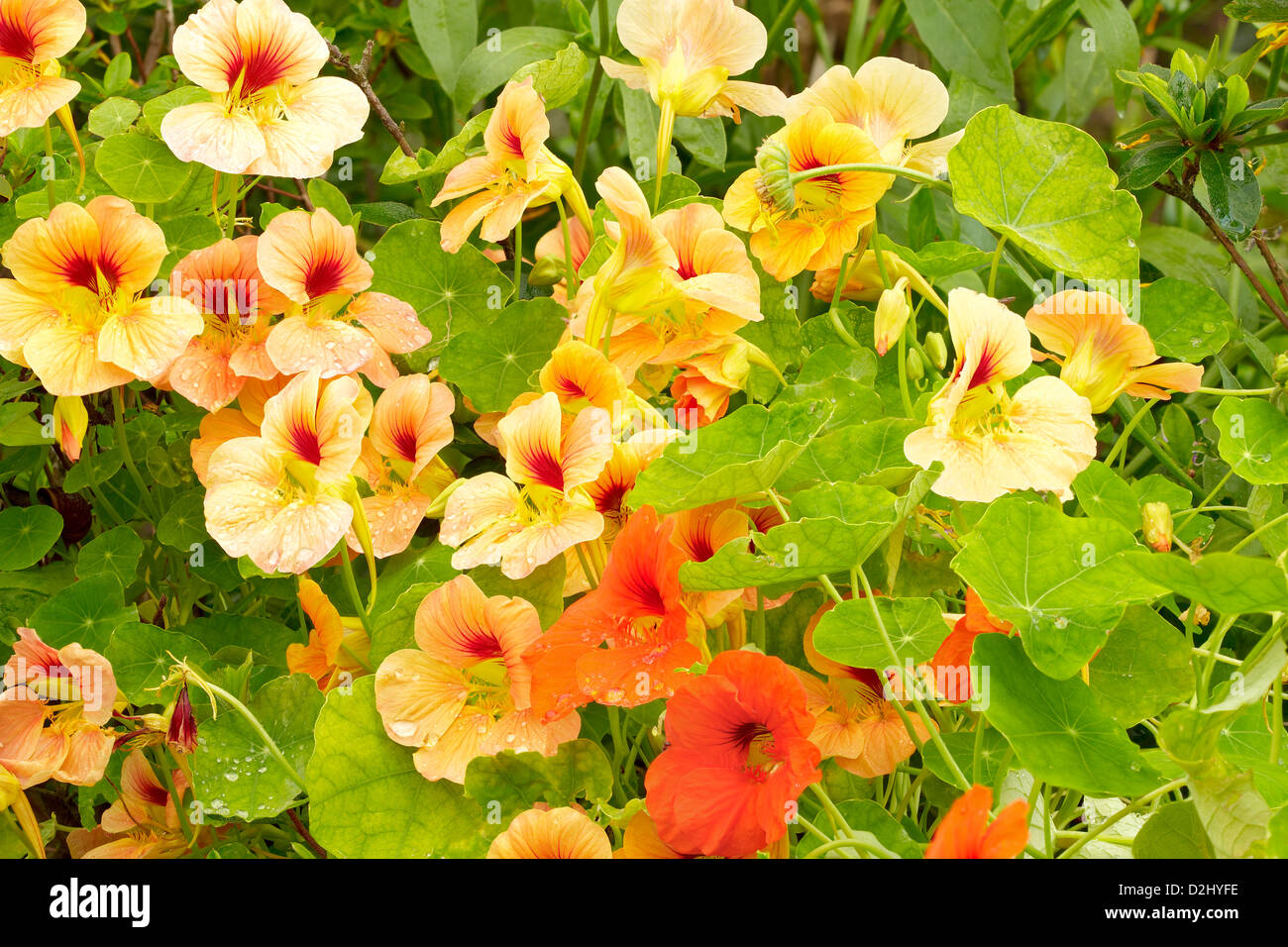 Nasturtium (Tropaeolum) con le gocce di pioggia in giardino. Fiori d'estate nel giardino. In serata. Adobe RGB. Immagine DFF Foto Stock