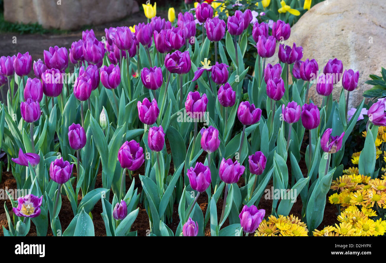 Viola Tulip Plantation nel parco pubblico. Foto Stock