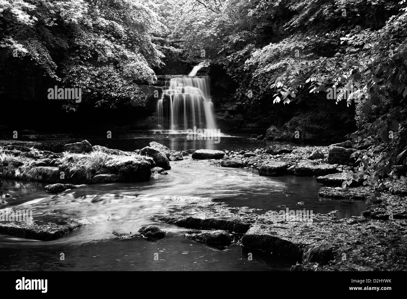 Foglie traslucido il framing di West Burton cascata, Yorkshire Dales, Inghilterra Foto Stock
