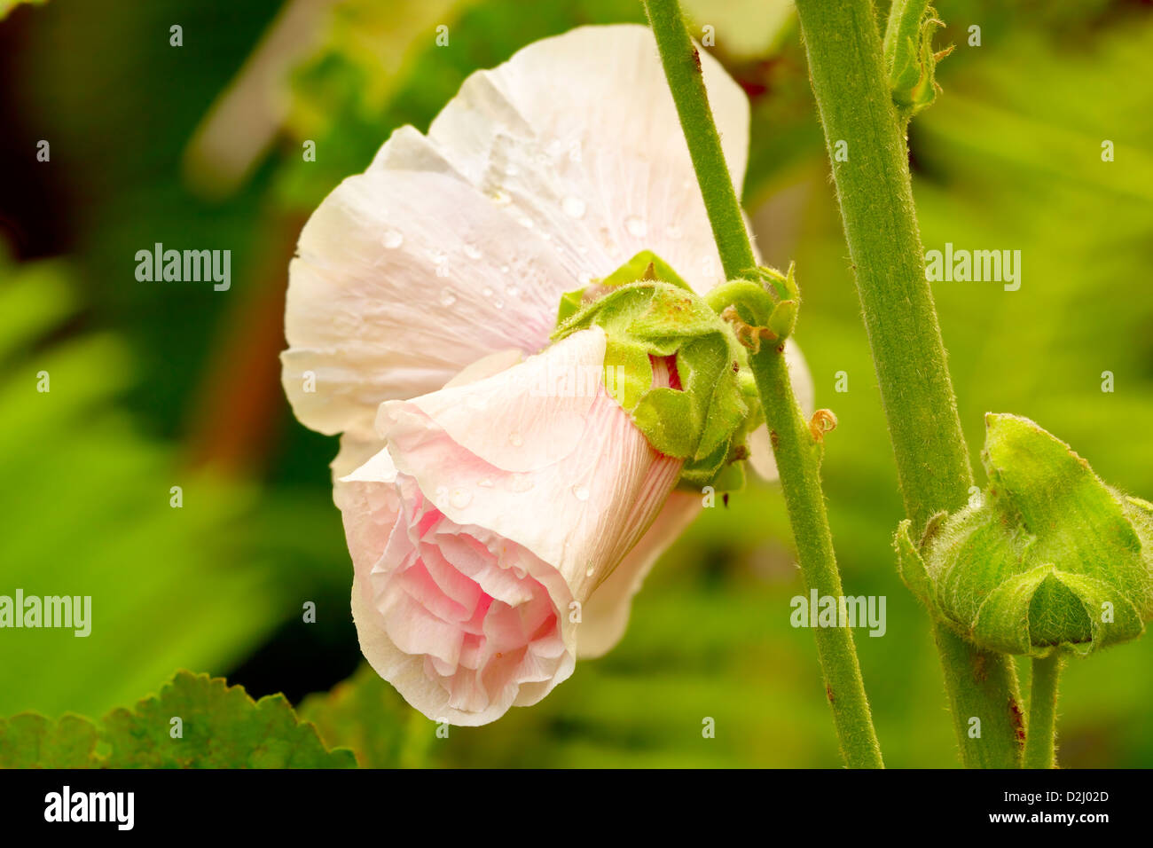 Rosa fiori Hollyhock (Alcea) con le gocce di pioggia in giardino. Fiori d'estate nel giardino. In serata. Adobe RGB. Immagine DFF Foto Stock