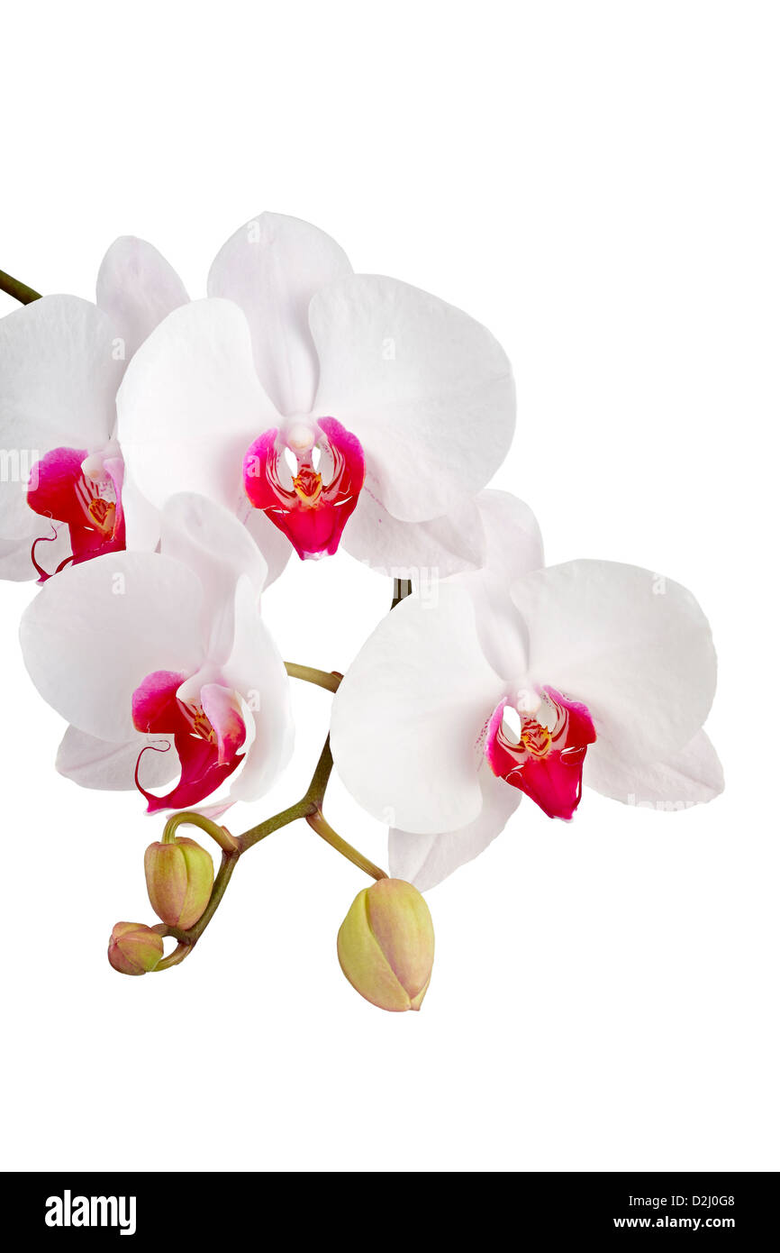 White Orchid (Orchis) su sfondo bianco. Isolato con percorso di clipping. Adobe RGB. Immagine DFF Foto Stock