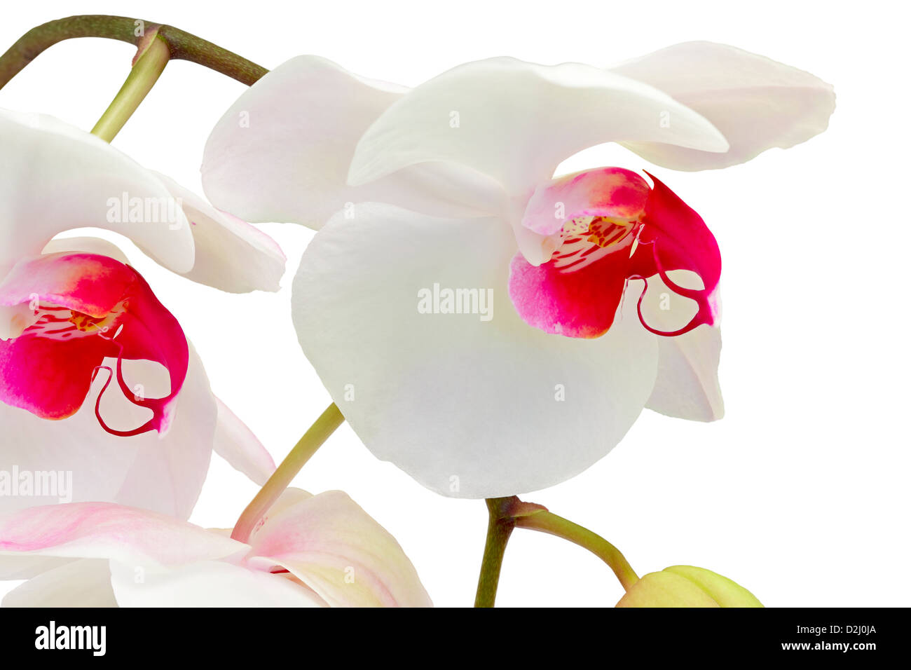 White Orchid (Orchis) su sfondo bianco. Isolato con percorso di clipping. Adobe RGB. Immagine DFF Foto Stock