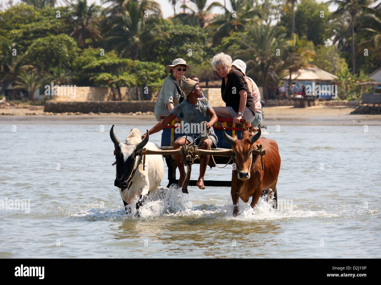 Ox Carrello Nave a riva per il trasporto di turisti in viaggio da Toliara per Anakao, Madagascar meridionale, Africa. Foto Stock