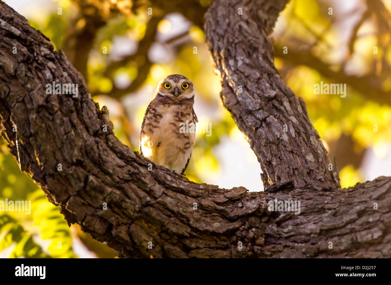 Il gufo sulla parte superiore di un ramo di albero guardando il fotografo. Foto Stock