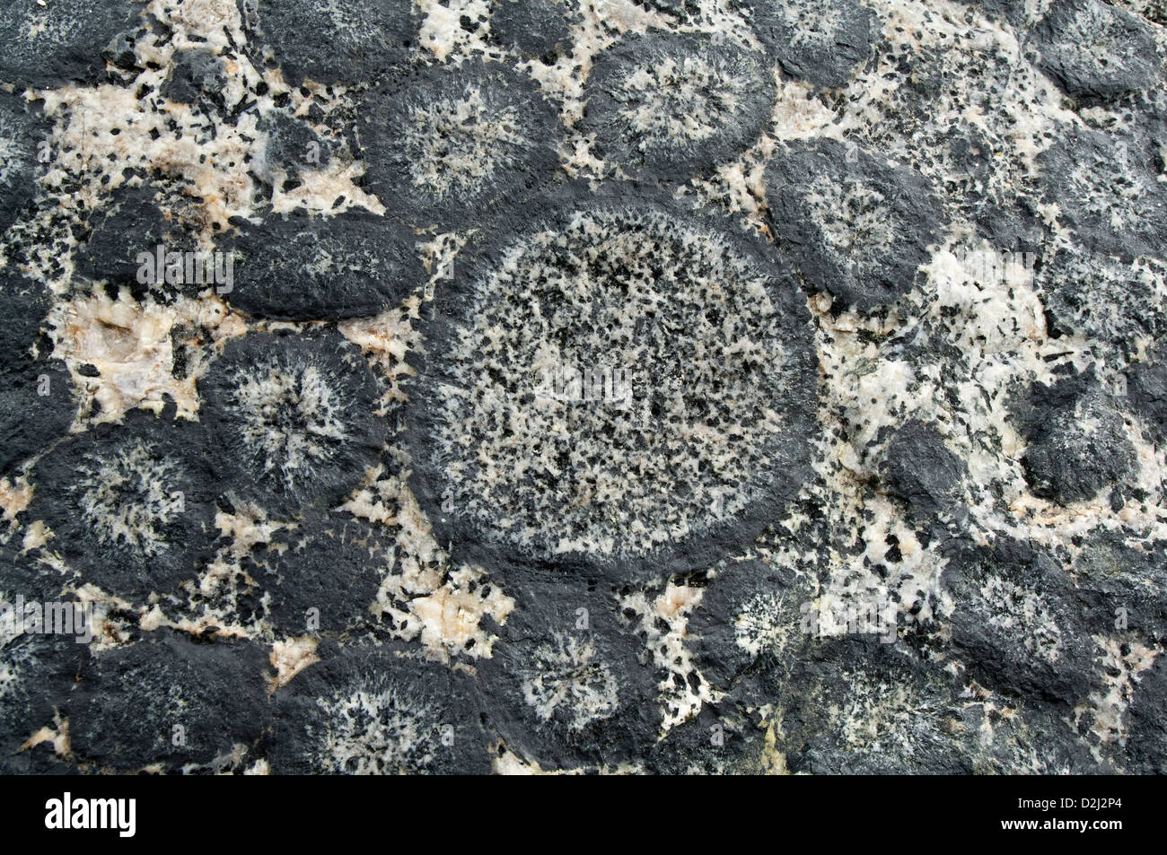 Affioramento di granito orbicular - dettaglio. Granito Orbicular Nature Sanctuary, 15km a nord di Caldera, Cile, America del Sud. Foto Stock