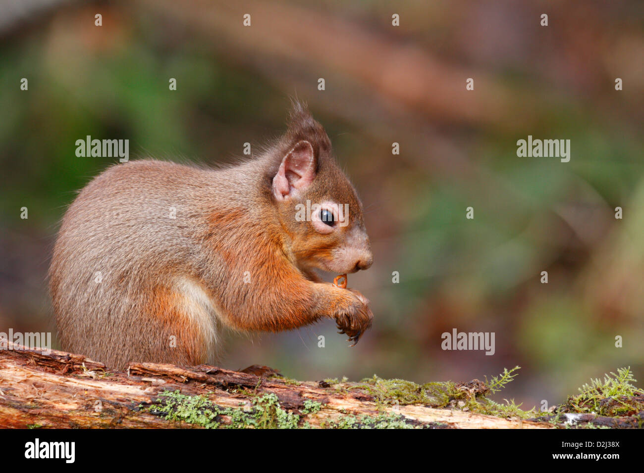 Red scoiattolo (Sciurus vulgaris) con un infetto, infiammazione degli occhi e bald patch sul suo naso, Highlands, Scotland, Regno Unito Foto Stock