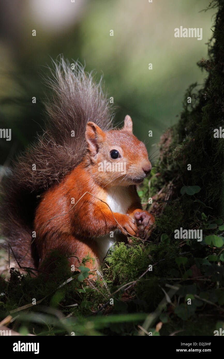 Red scoiattolo (Sciurus vulgaris) nella foresta, Highlands, Scotland, Regno Unito Foto Stock