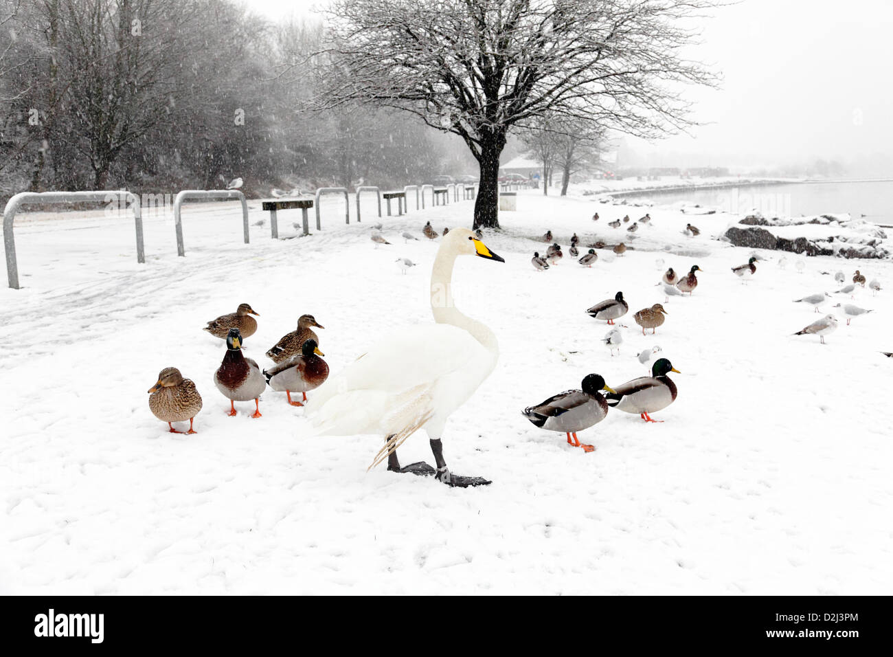 Castle Semple Country Park, Lochwinnoch, Renfrewshire, Scozia, Regno Unito, venerdì 25 gennaio 2013. Neve che cade su un cigno di whooper e anatre mallard accanto al Castello Semple Loch all'interno del Clyde Muirshiel Regional Park Foto Stock