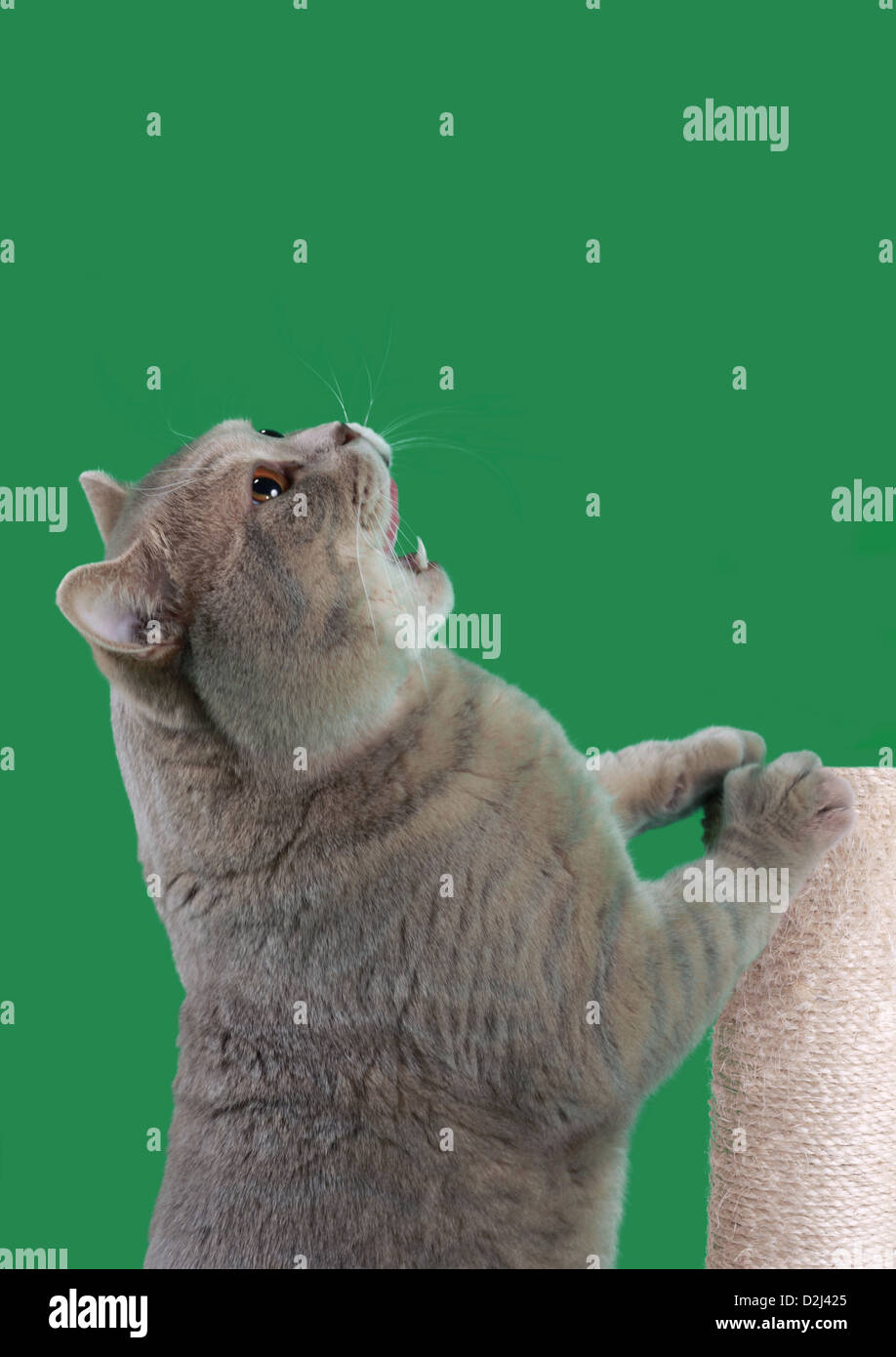 British Shorthair Cat Elemosinare il cibo isolato su sfondo verde Foto Stock