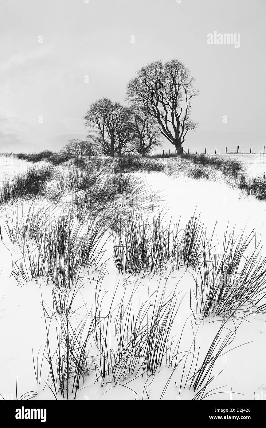 Inverno sulla collina Linley in monocromatico, Shropshire, Inghilterra, Regno Unito Foto Stock