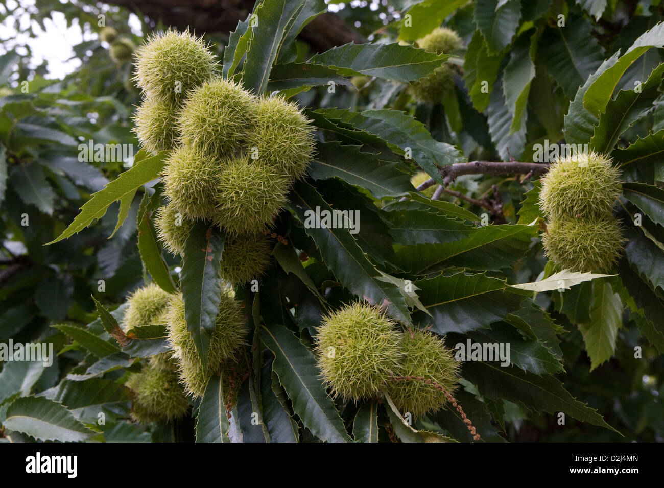 Corsica: Albero di castagno e frutta Foto Stock