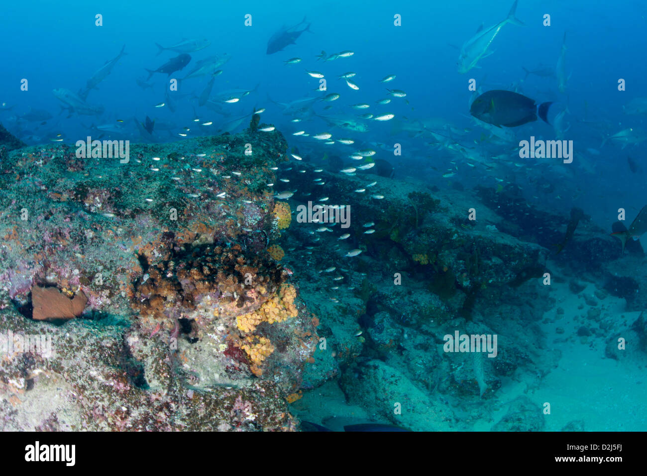 Scuole di tropicale pesci di scogliera a Cabo Pulmo National Marine Park, Messico. Foto Stock