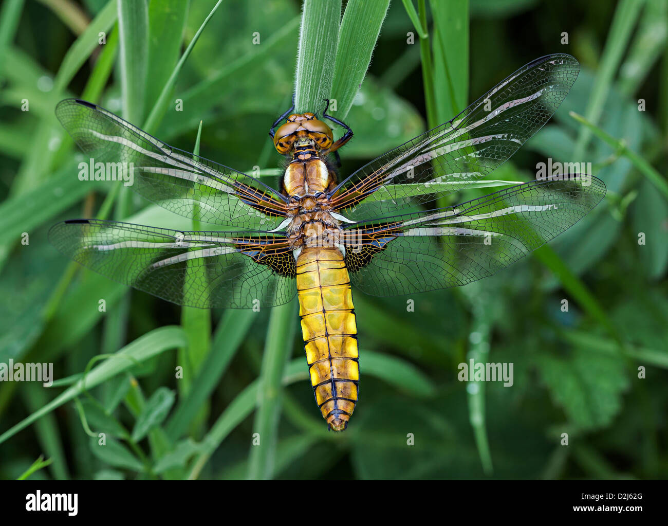 Teneral maschio ampia corposi Chaser libellula con ali aperte Foto Stock